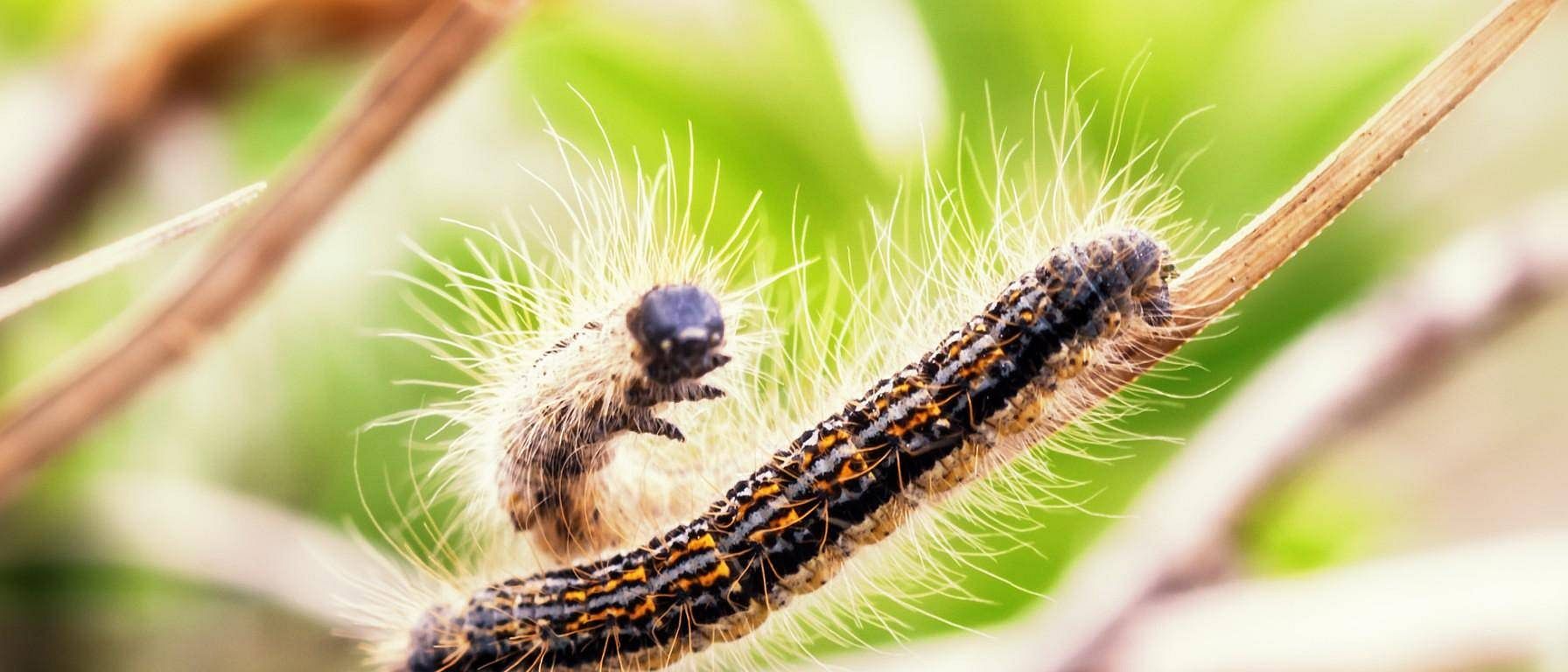 les chenilles processionnaires